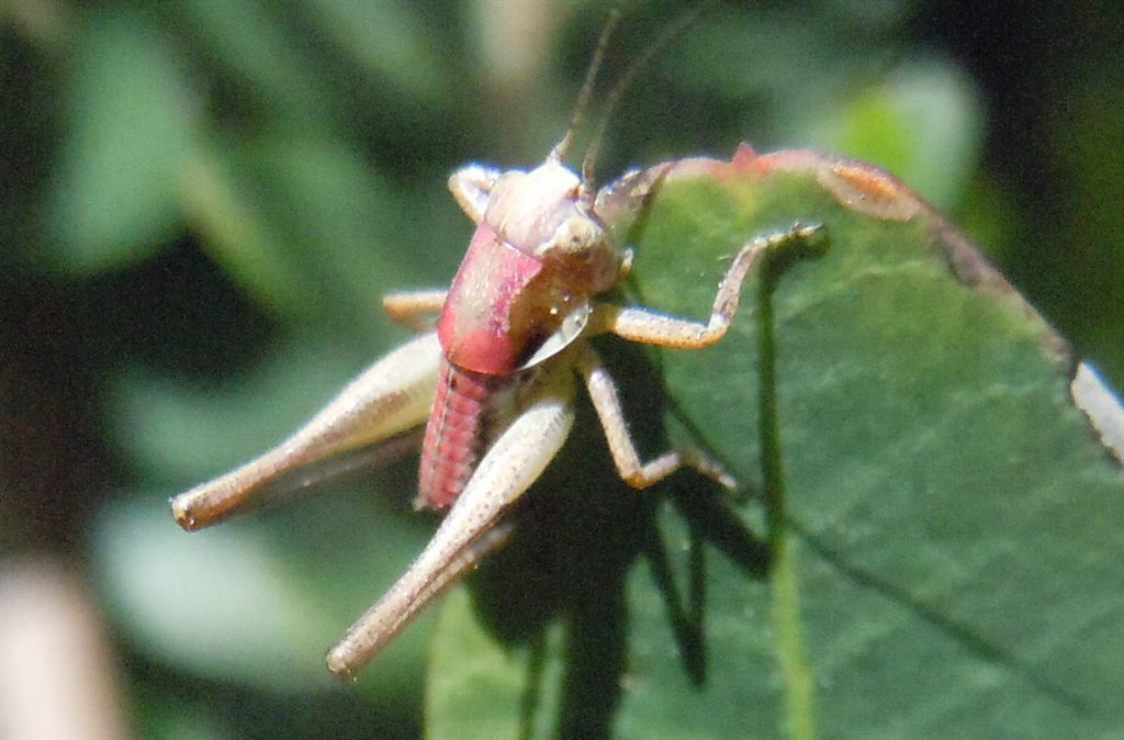 Cavalletta rosa: neanide di Pholidoptera o Eupholidoptera